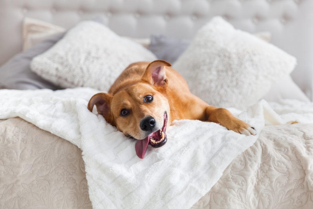 Quais os cuidados necessários com animais em casa?