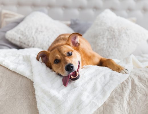 Quais os cuidados necessários com animais em casa?