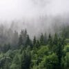 Painel Fotográfico Natureza Floresta com Neblina