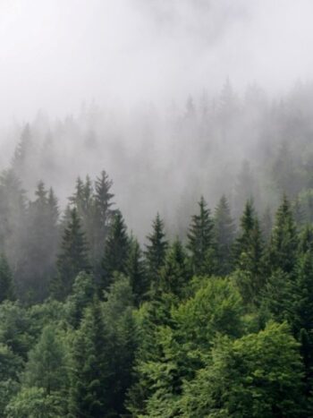Painel Fotográfico Natureza Floresta com Neblina