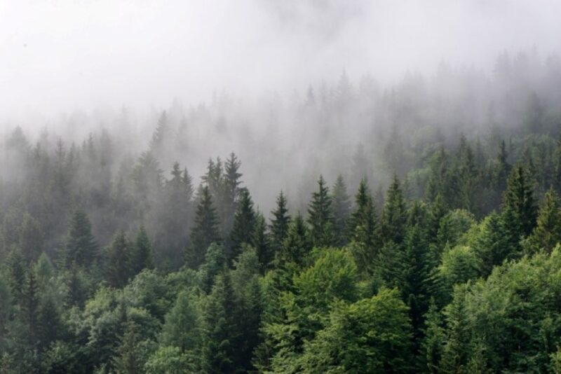 Painel Fotográfico Natureza Floresta com Neblina