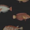Papel de Parede Peixes Acquario