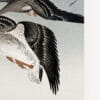 Quadro Birds