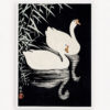 Quadro Swan